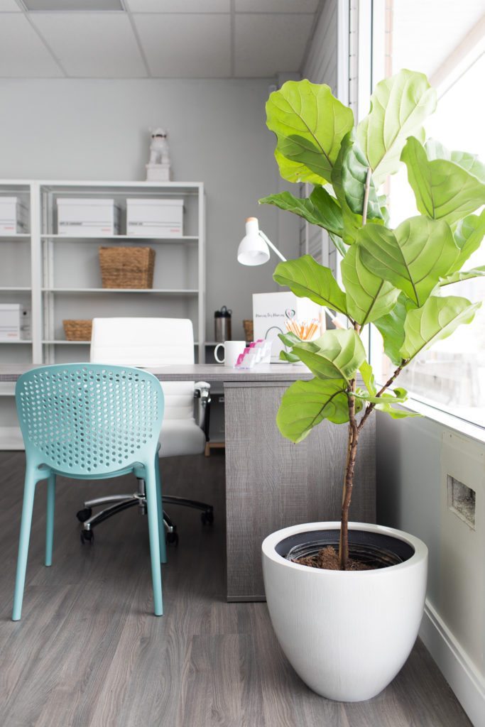 Offices at the Mamas for Mamas Charity with a tall potted plant