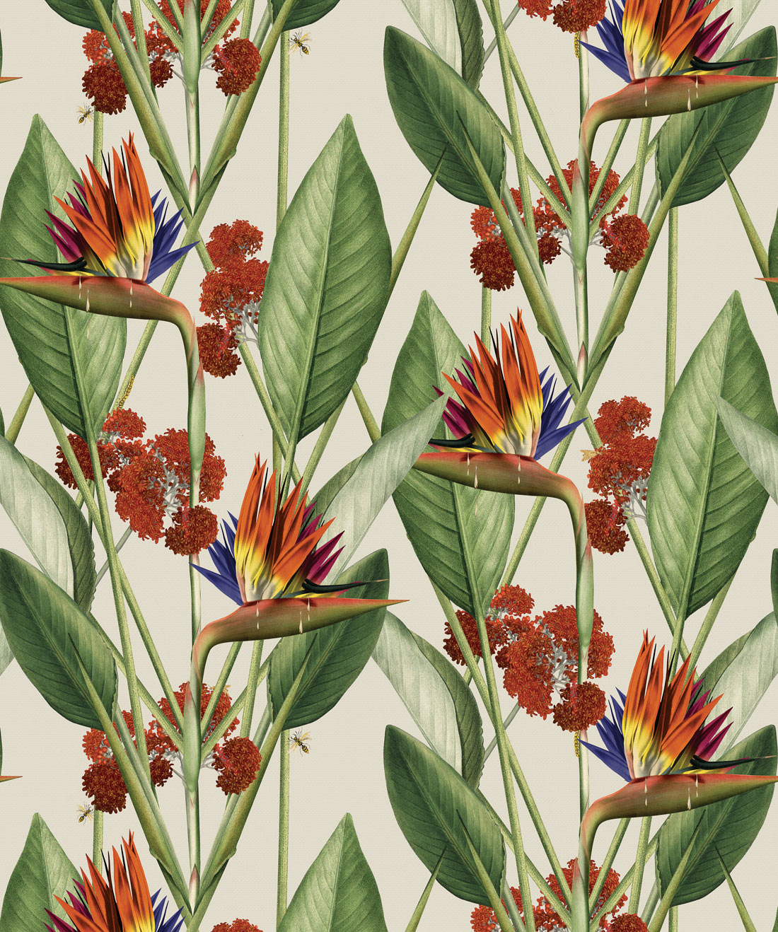 Bird of Paradise by Sanderson  Olive  Wallpaper  Wallpaper Direct