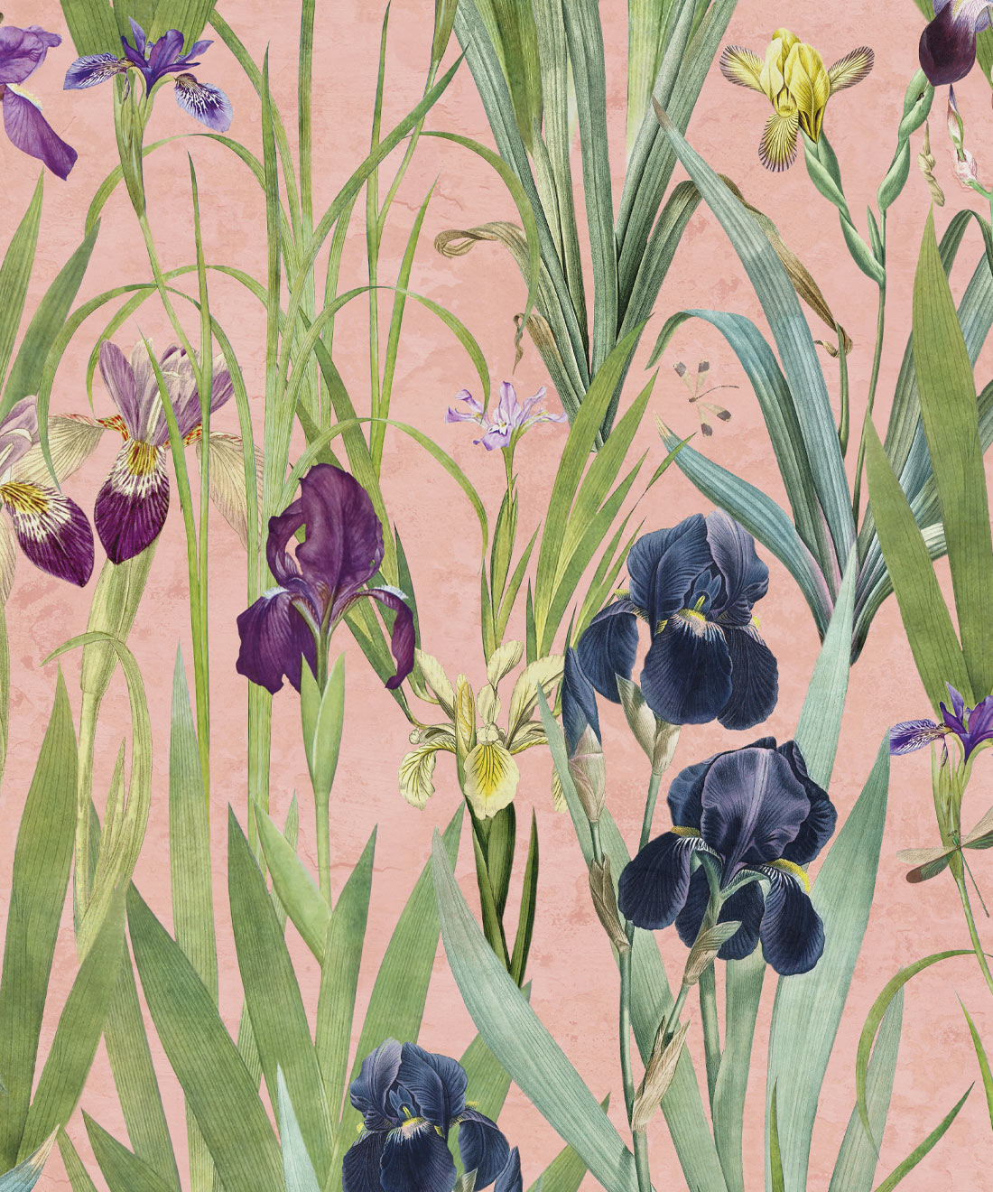 Iris Wallpaper • Bethany Linz • Pink • Swatch